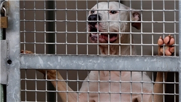 Pitbull-Terrier zählen zu Listenhunden, die man umgangssprachlich als Kampfhunde bezeichnet.