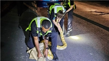 Polizeibeamte fangen den 3,6 Meter langen Python ein.