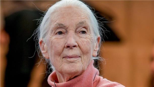 Primatenforscherin und Anthropologin Jane Goodall feiert ihren 90. Geburtstag.