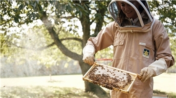 Prinzessin Kate im letzten Sommer bei der  Pflege eines Bienenstocks in den Gärten von Anmer Hall.