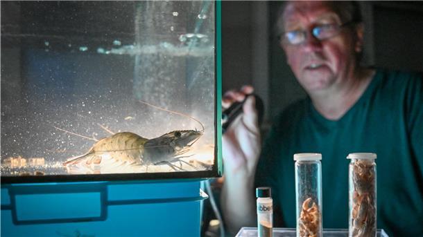 Projektleiter Dr. Reinhard Saborowski füttert Geißelgarnelen mit Futterpellets, die aus Krabbenschalen gewonnen wurden.