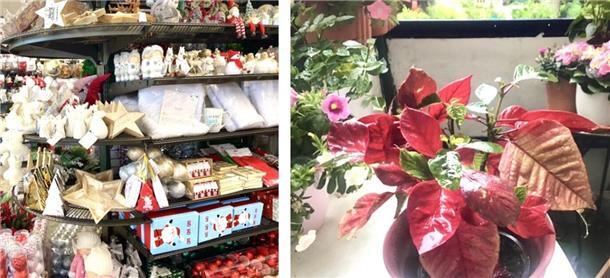 Mein mexikanischer Gast, der nahende Advent und eine Panflöte auf dem Balkon Pudelwohl fühlt sich der Christstern vom vorigen Weihnachtsfest im ewig feuchtwarmen Balkonien in Bremerhaven. Und auch im Deko-Laden die Ecke herum bersten Anfang August die Regale vor Accessoires - steht Advent schon ante portas?