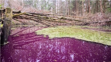 Purpurfarben schimmert das Wasser im Hildesheimer Wald bei Sibbesse. Aber warum?