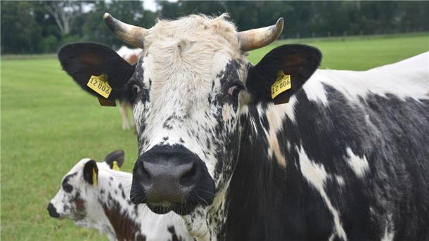 Arche-Hof: Hier starten alte Nutztierrassen wieder durch Pustertaler Sprinzen machen optisch was her. Diese Rasse ist ursprünglich in Tirol beheimatet, ist jetzt aber auch im norddeutschen Flachland angekommen.