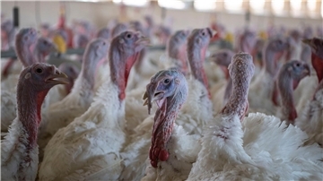 Vogelgrippe: Wie ist die aktuelle Lage in Niedersachsen? Puten sind nach Angaben des niedersächsischen Agrarministeriums besonders von der Vogelgrippe betroffen. (Archivbild)