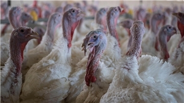 Puten stehen in einem Stall. Laut Mitteilung aus dem Kreishaus soll auch in der Samtgemeinde Selsingen in einem Betrieb die Geflügelpest nachgewiesen worden sein. (Symbolfoto)