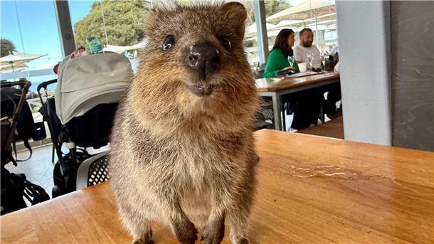 Australiens Selfie-Stars: Zu Gast bei den lächelnden Quokkas Quokkas gelten wegen ihres „Lächelns“ als die glücklichsten Tiere der Welt.