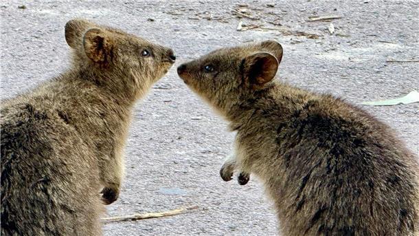 Australiens Selfie-Stars: Zu Gast bei den lächelnden Quokkas Quokkas sind gesellige Tiere und leben oft in Familiengruppen.