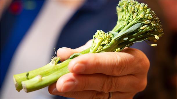 Rank und schlank: So sieht wilder Brokkoli aus. Öffnen sich die kleinen Knospen, sehen die Köpfchen etwas gelb aus. Hierzulande wird er gern auch Stängelkohl genannt.