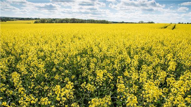 Rapsanbau in Butjadingen: Gelbe Pracht mit positivem Effekt für die Fruchtfolge Gelbe Pracht: Ein Rapsfeld steht in voller Blüte.