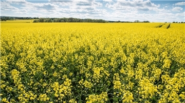 Gelbe Pracht: Ein Rapsfeld steht in voller Blüte.