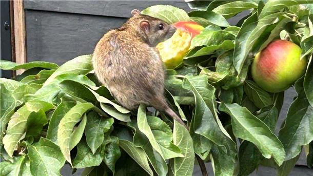 Eine Ratte ist auf dem Ast mit Äpfeln zu sehen. 