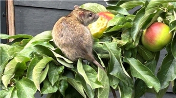 Eine Ratte ist auf dem Ast mit Äpfeln zu sehen. 