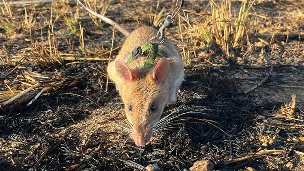 Riesenhamsterratten erschnüffeln Landminen in Angola Ratte Baraka wittert auf einem Minenfeld nach vergrabenem Sprengstoff.