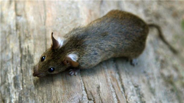 Eine Ratte. Ratten können mehr als 120 Krankheiten übertragen – künftig muss ein Befall in Bremerhaven und Bremen gemeldet werden.