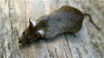 Eine Ratte. Ratten können mehr als 120 Krankheiten übertragen – künftig muss ein Befall in Bremerhaven und Bremen gemeldet werden.