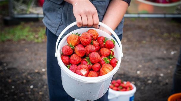 Raus aufs Feld: Die Saison hat mit Verspätung begonnen, aber jetzt kann man auch im Cuxland selbst Erdbeeren pflücken.