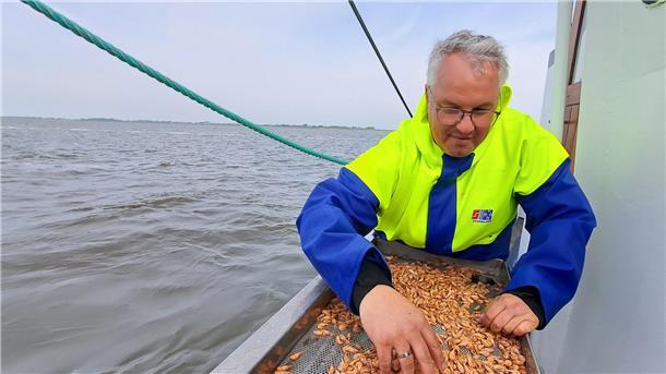 Reeder René Schmidt hilft beim Showfischen vor dem Krabbentag in Wremen. 

