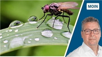 Eine Fliege hockt auf einem Blatt mit Wassertropfen. In einem zweiten Bild ein Mann mit Brille