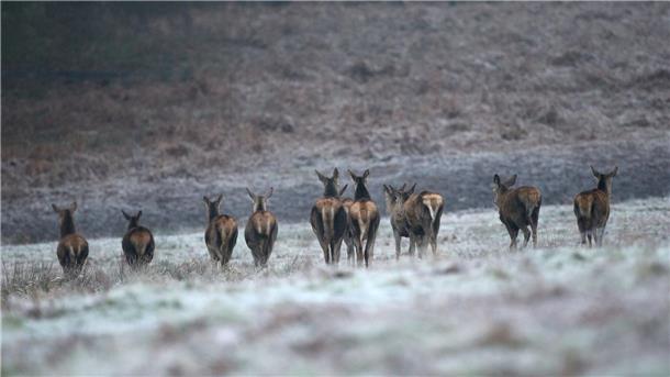 Hirsche und Rehe bereiten Großbritannien Sorgen Rehe auf einem frostbedeckten Feld im Richmond Park in London.