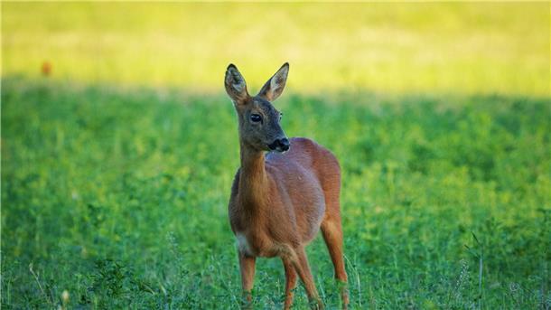 100 Jahre „Bambi“ - ein Klischee aus dem Wald Rehe knabbern gern an jungen Bäumen. Das ist ein Problem für die Aufforstung.