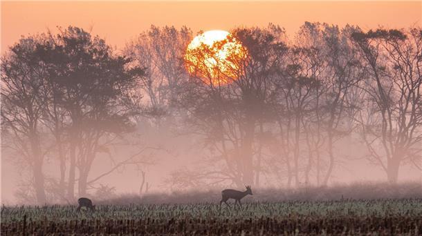Winterzeit beginnt mit ungewöhnlich milden Temperaturen Rehe stehen im Sonnenaufgang auf einem abgeernteten Maisfeld und fressen.