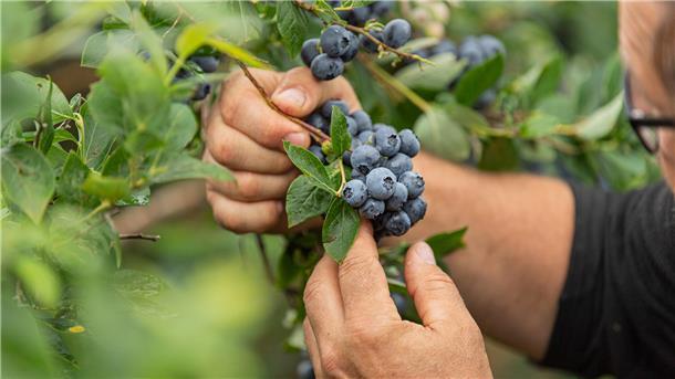 Reif, saftig, bereit für den Korb: Kultur-Heidelbeeren zum Selbstpflücken.