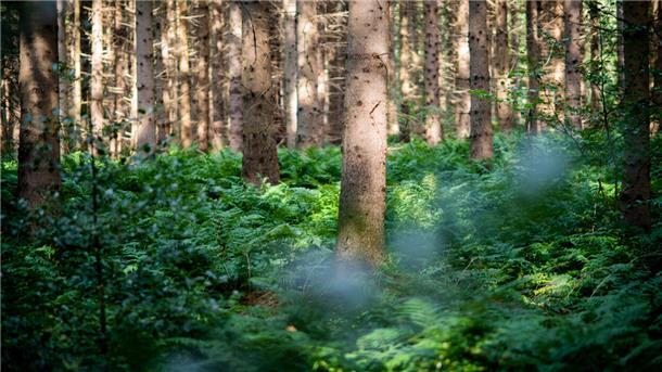 Reinkenheider Forst: Mischwald aus Nadel- und Blattgehölzen steht auf dem Areal.