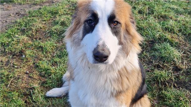 Riley ist eine junge Hündin mit einem charmanten Charakter.