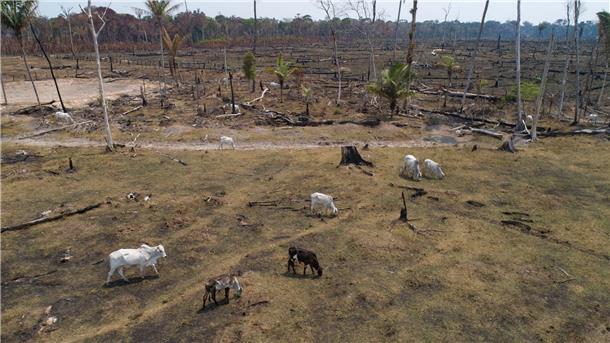 Rinder grasen auf einem verbrannten und abgeholzten Feld nahe Canutama in Brasilien.