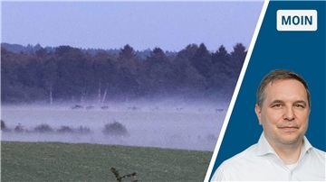 Rinder im Nebel, daneben NZ-Reporter Dirk Bliedtner