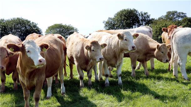 Irische Landwirte geraten wegen Klimazielen unter Druck Rinder stehen in Ballyvaughan in der Grafschaft Clare bei Dublin auf der Weide eines Agrarbetriebs.