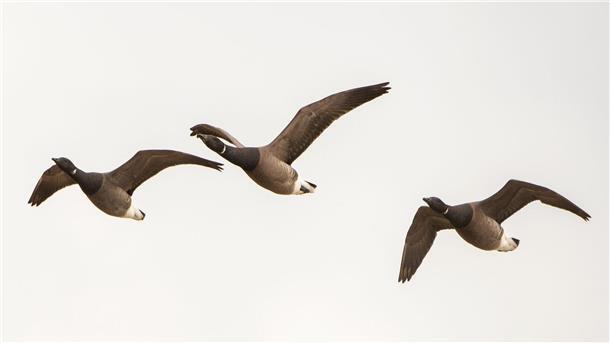 Ringelgänse fliegen über die Hallig Hooge. Nicht alle Zugvögel weichen Offshore-Windanlagen aus (Symbolfoto).