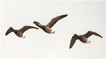 Ringelgänse fliegen über die Hallig Hooge. Nicht alle Zugvögel weichen Offshore-Windanlagen aus (Symbolfoto).