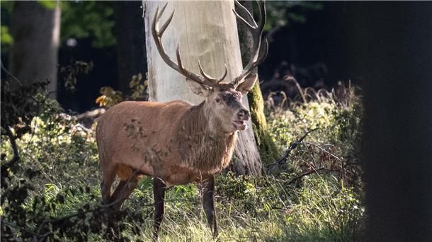Gesucht: Bester Hirschrufer in Norddeutschland Röhren wie ein Hirsch: Am 29. September wird wieder der beste norddeutsche Hirschrufer gesucht (Symbolbild).