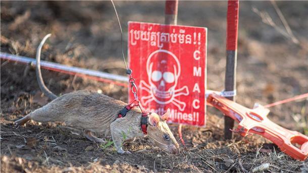 Minensuch-Ratte Ronin bricht in Kambodscha alle Rekorde Ronin hat in Kambodscha alle Rekorde gebrochen.