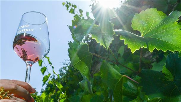 Rosé-Wein wird gerne getrunken.