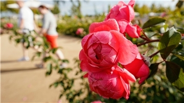 Rosen blühen auf dem Gelände der Bundesgartenschau in Mannheim.