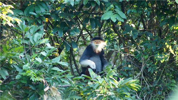 Umweltschützer feiern neuen Xesap-Nationalpark in Laos Rotschenklige Kleideraffen gelten als eine der schönsten Primatenarten überhaupt. (Archivbild)
