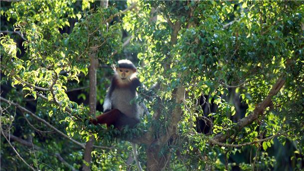 Umweltschützer feiern neuen Xesap-Nationalpark in Laos Rotschenklige Kleideraffen und andere ausgefallene Tierarten werden in Laos ab sofort besser geschützt. (Archivbild)