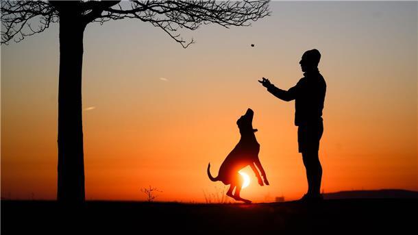 Mehr als sieben Milliarden für Haustiere - Branche stabil Rund 10,5 Millionen Hunde lebten 2024 in deutschen Haushalten. (Archivbild)