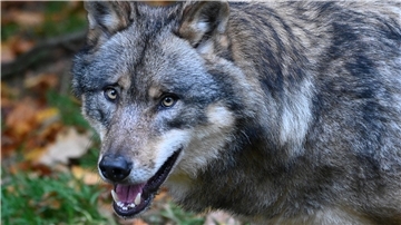 Die Ausbreitung des Wolfes ist für viele Landwirte nur schwer zu akzeptieren. Immer wieder kommt es zu Attacken auf Nutztiere wie Schafe und Rinder. 