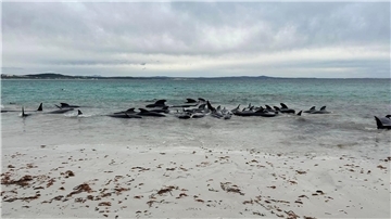 Rund 70 Grindwale sind am Cheynes Beach in Westaustralien gestrandet.