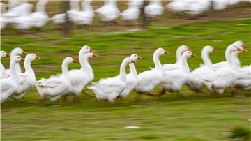 Rund um den Martinstag und Weihnachten ist Hochsaison für Gänsehalter. (Archivbild)