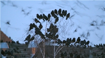 Saatkrähen nisten in großen Kolonien - gern gesehen sind die schwarzen Vogelgruppen zumindest in Norddeutschland nicht.