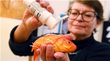 Die Fischtierärztin Sandra Lechleiter trägt in ihrer Praxis bei einem betäubten Goldfisch einen Wundverschluss in Form eines Pulvers auf, der im Wasser haften bleibt.