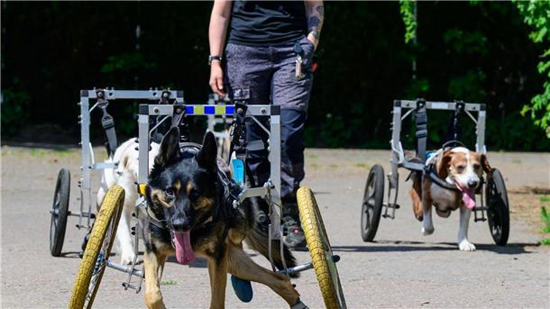 Gnadenhof für gelähmte Hunde kämpft um das Überleben Saskia Wicke, Hofleiterin vom „De Hun’nenhoff“, geht mit Hunden spazieren.