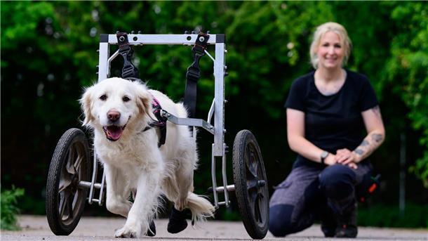 Gnadenhof für gelähmte Hunde kämpft um das Überleben Saskia Wicke, Hofleiterin vom „De Hun’nenhoff“, schaut einer Hündin mit ihrem Rollwagen beim Laufen zu.