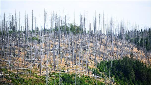 1,5 Grad sind übertroffen - ist das 1,5-Grad-Ziel verfehlt? Schädlinge wie der Borkenkäfer, Trockenheit und Klimawandel setzen dem deutschen Wald schwer zu. (Archivbild)