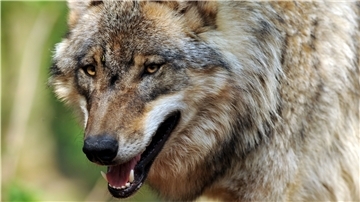 Schäfern, Landwirten und auch vielen Dorfbewohnern ist er ein Dorn im Auge: der Wolf, der sich in Norddeutschland ausbreitet.